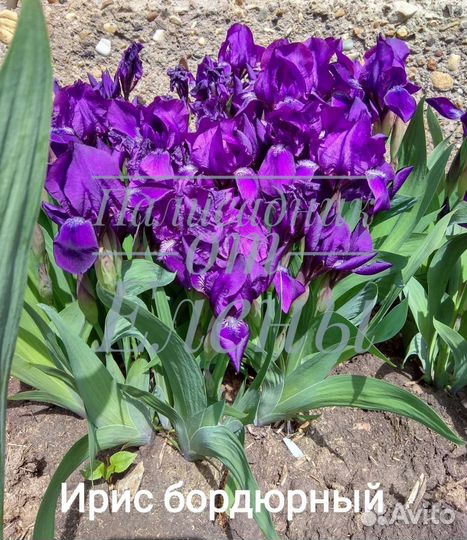 Ирисы