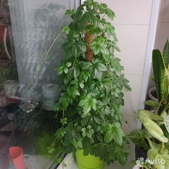 Циссус стриата
