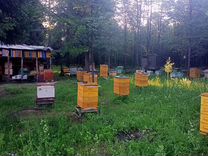 Пчеломатки,отводки,рои,семьи,ульи,пасека