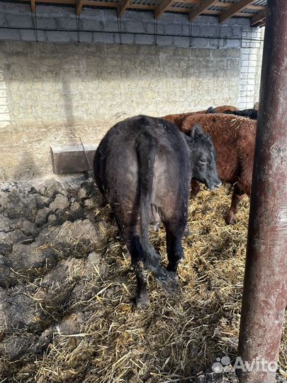 Телки Ангус