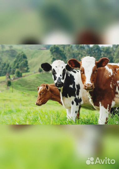 Электропастух Статик 3м 6 дж