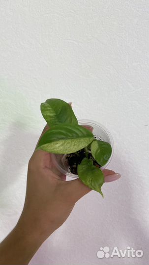 Рафидофора пуберула