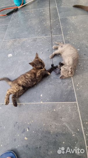 Милейшие котята
