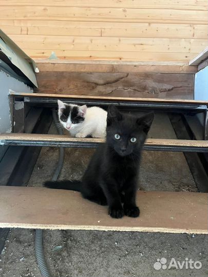 Котенок в добрые руки