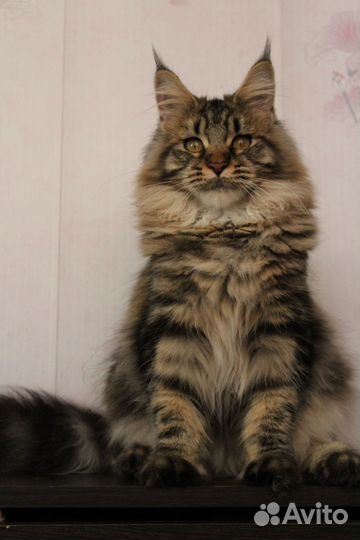 Мейн-кун девочка