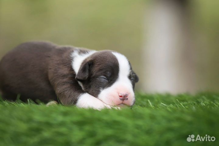 Щенки амстаффа