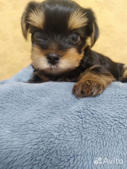 Йоркширский терьер мини