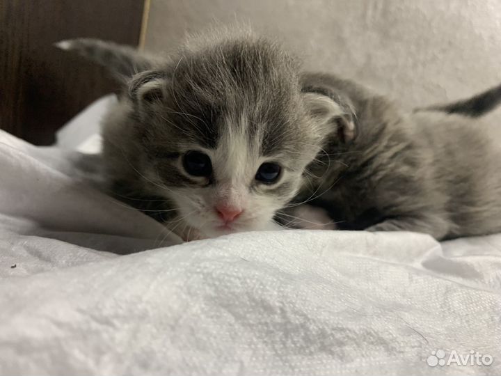 Котята мейн-кун