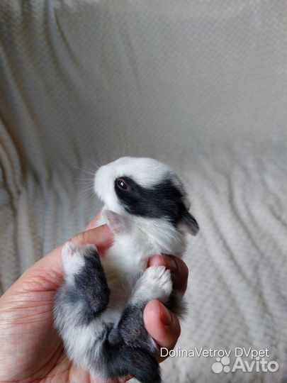 Мальчик в пестрых штанишках