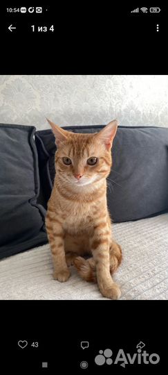 Котик. Кастрат
