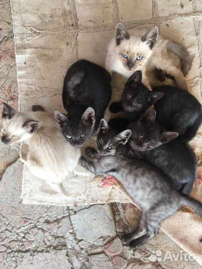 Котята в добрые руки 2 месяц