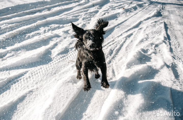 Отдам собачку в хорошие руки