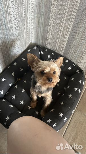 Собака йоркширский терьер мини