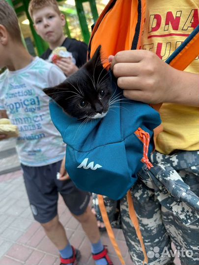 Котята ищут приют