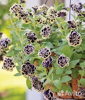 Рассада петуньи