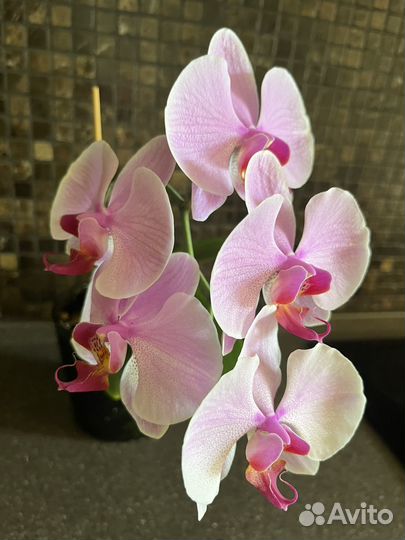 Орхидея