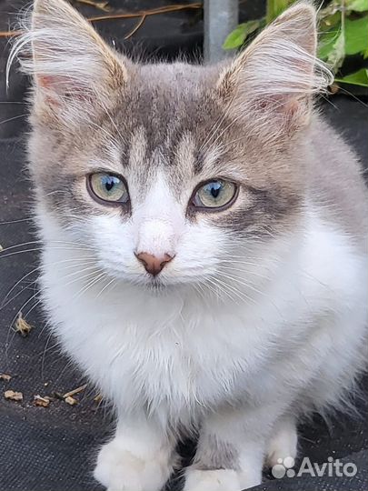 Сибирская котята