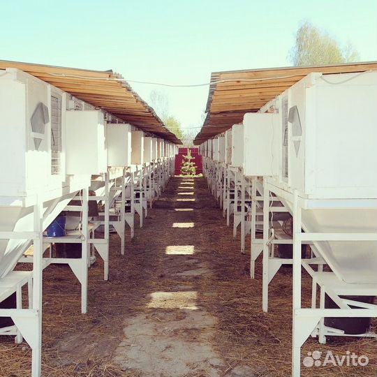 Мясо Кролика.доставка бесплатно