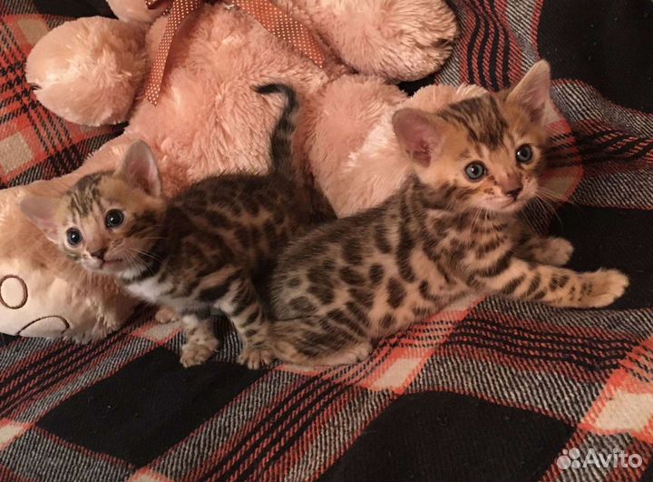 Бенгальский котик