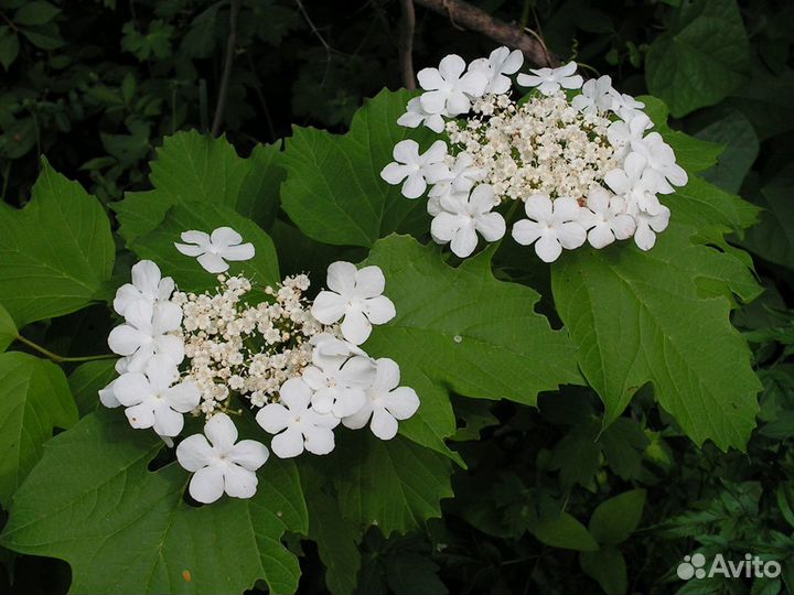 Семена Калины Саржента