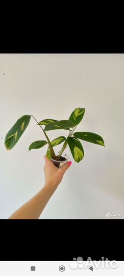 Комнатные растения