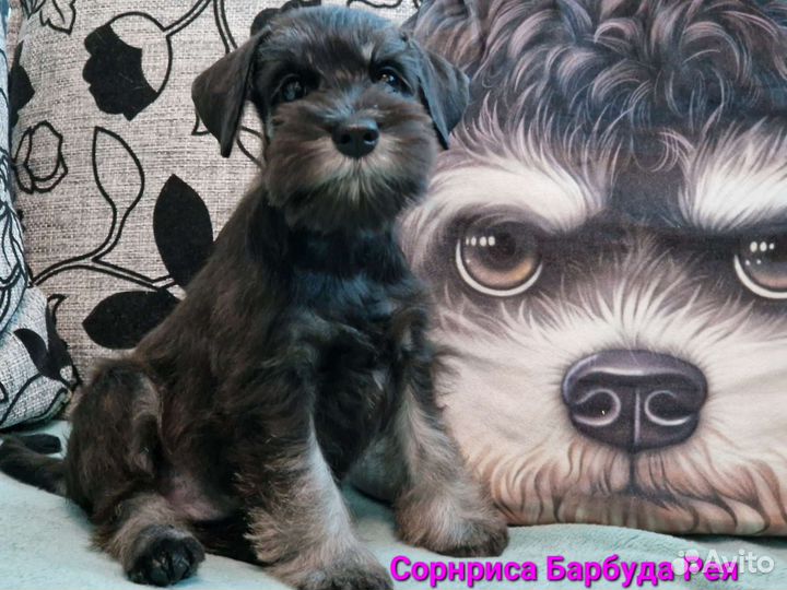 Щенки цвергшнауцера