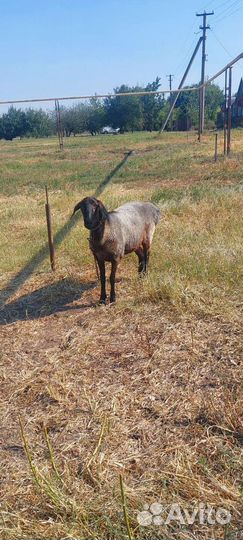 Овцы бараны