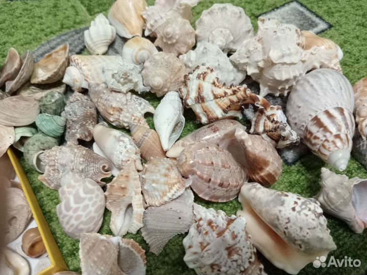 Морские ракушки раковины