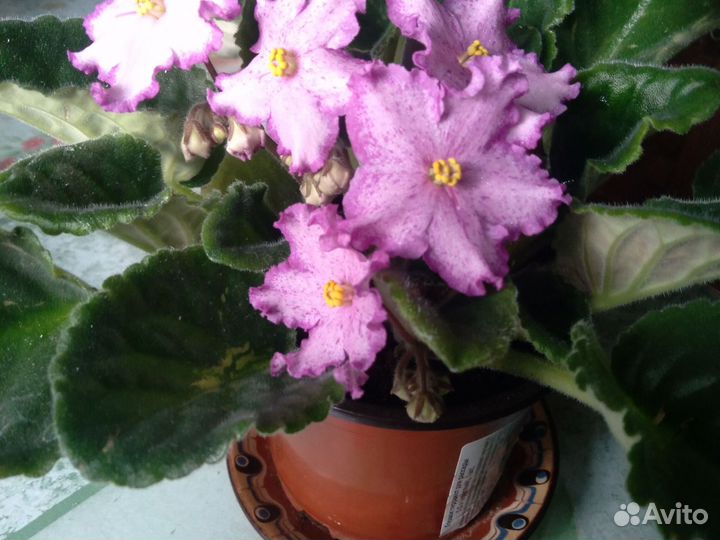 Фиалка в горшках