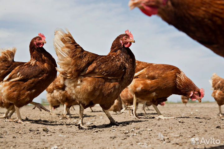 Куры несушки ломан браун