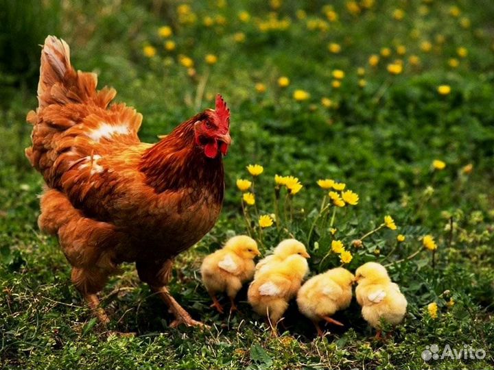 Куры несушки породы Хайсекс