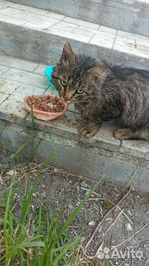 Замечательный котик ищет дом