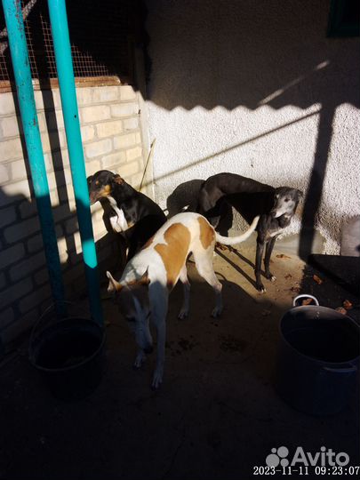 Собаки Грей отдам сразу всех бесплатно