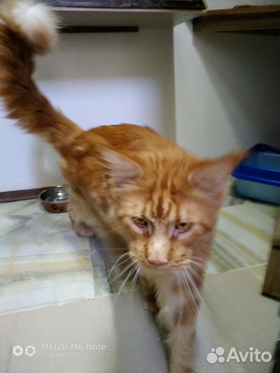 Зоогостиница для кошек