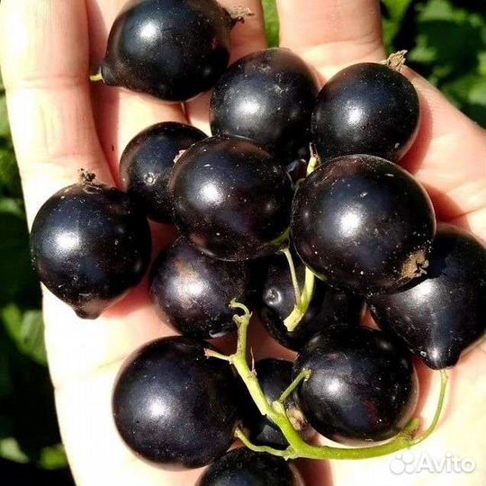 Смородина черная ягоды