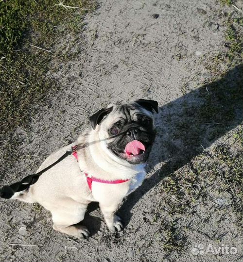 Вязка мальчика