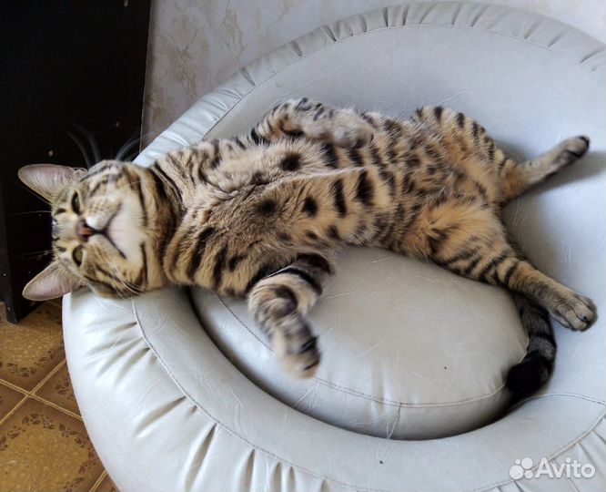Бенгальский котик ищет дом