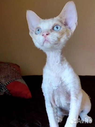 Котята девон-рекс