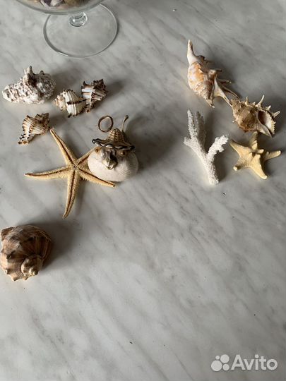 Морские ракушки раковины