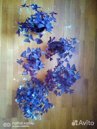 Оксалис Кислица Клевер счастья