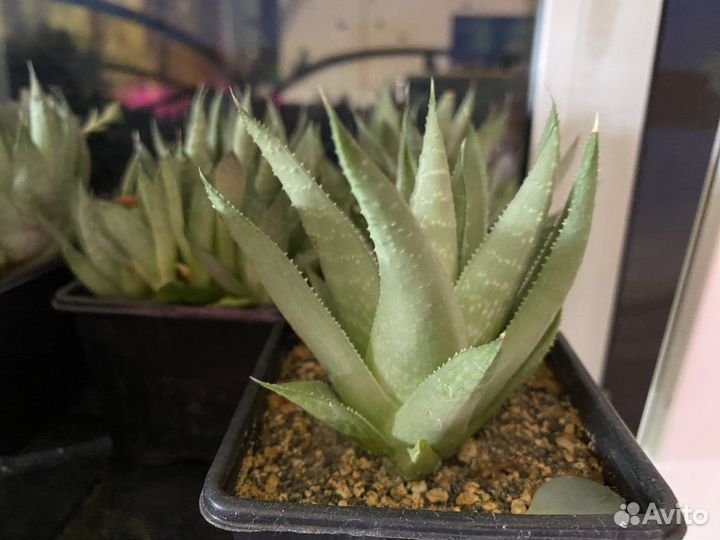 Хавортия Саванна