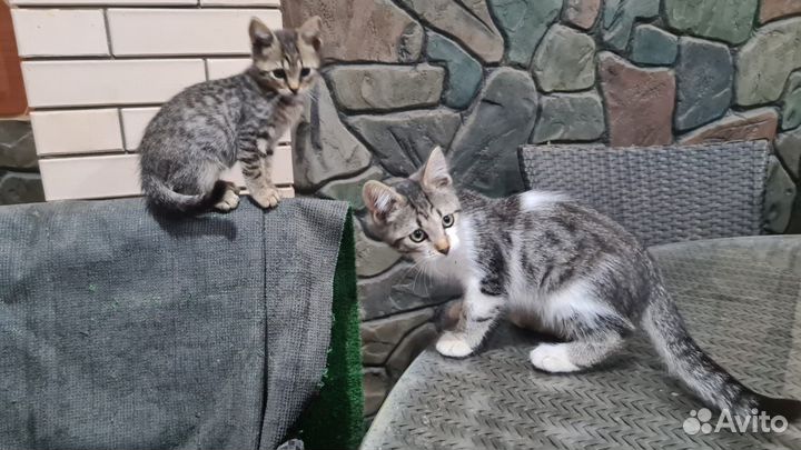 Котята в добрые руки даром