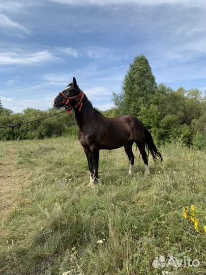 Лошадь кобыла