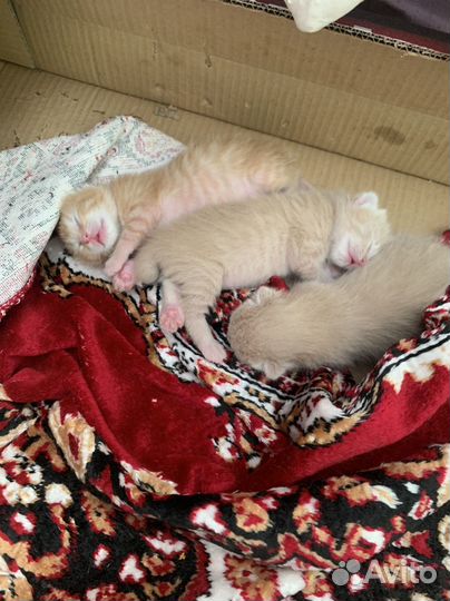 Котята без хвоста