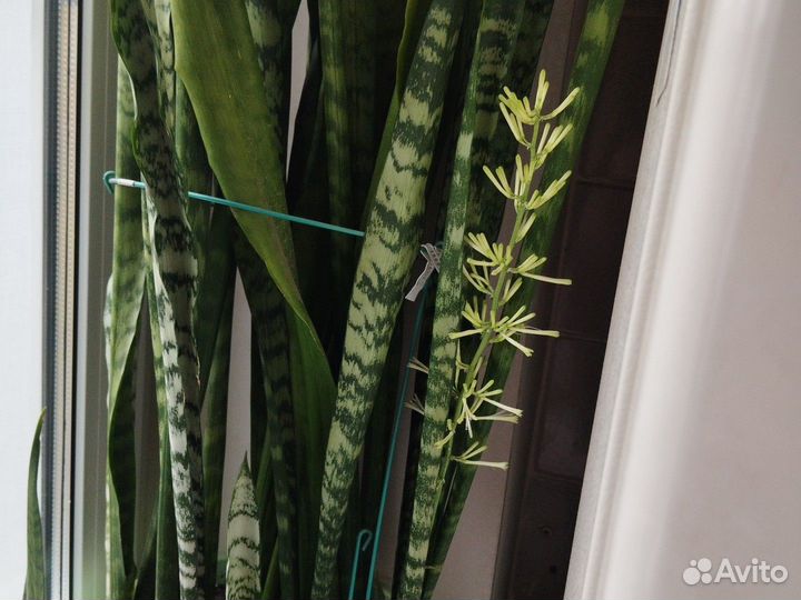 Сансевиерия