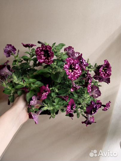 Вегетативная петуния, фуксии, бегонии, гипоэстес