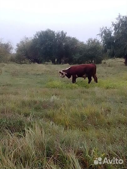 Быки
