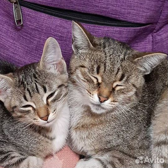 Передержка животных