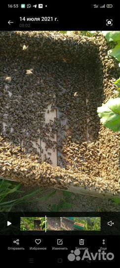 Продам пчелосемьи породы Бакфаст