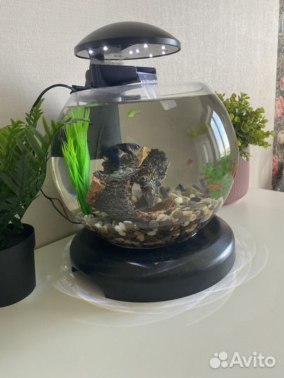 Аквариум со всем содержимым и петушком